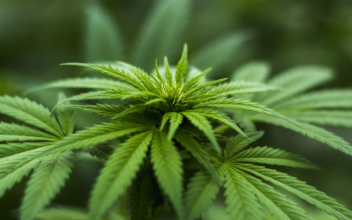 270 Suspected Pot Marijuana Operations in Maine: DHS