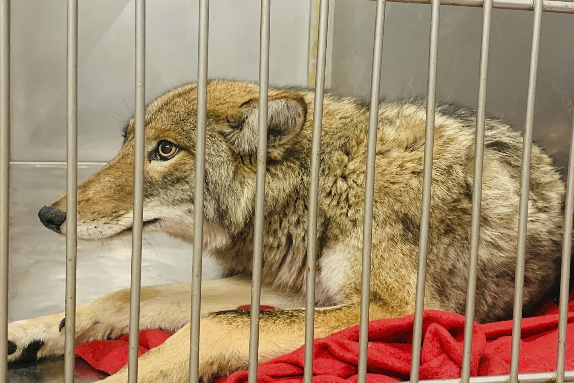 DNA Tests Confirm Coyote Captured in Chicago Attacked Boy