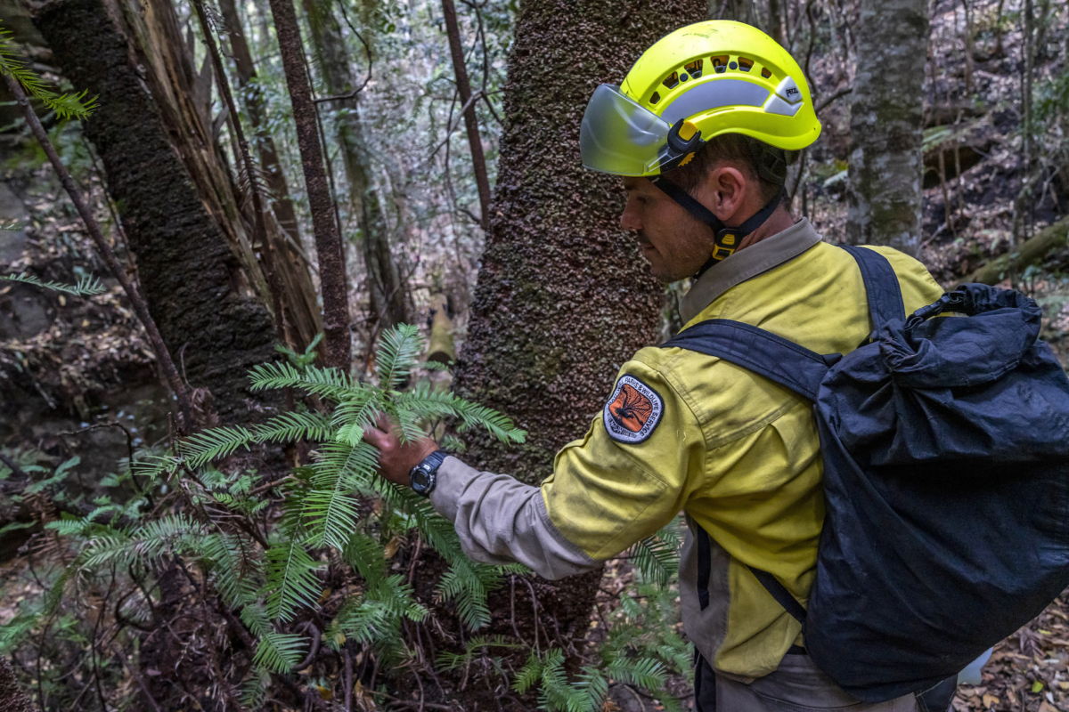 A NSW National Parks and Wildlife Service personnel inspect the health of Wollemi pine trees in the Wollemi National Park, New South Wales, Australia, in early January 2020. (NSW National Parks and Wildfire Service via AP)