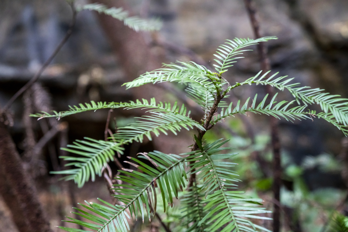 A Wollemi pine tree sapling grows on the forest floor in the Wollemi National Park, New South Wales, Australia, in early January 2020. (NSW National Parks and Wildfire Service via AP)