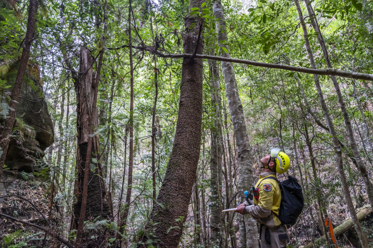 NSW National Parks and Wildlife Service personnel inspect Wollemi pine trees in the Wollemi National Park, New South Wales, Australia, in early January 2020. (NSW National Parks and Wildfire Service via AP)
