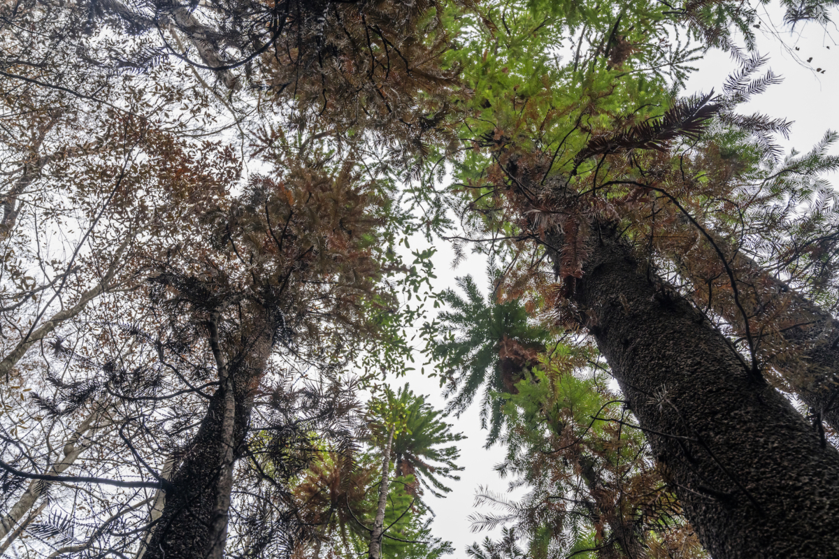 Wollemi pines tower above the forest floor in the Wollemi National Park, New South Wales, Australia, in early January 2020. (NSW National Parks and Wildfire Service via AP)