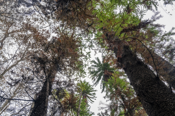 Wollemi pines tower above the forest floor in the Wollemi National Park, New South Wales, Australia, in early January 2020. (NSW National Parks and Wildfire Service via AP)