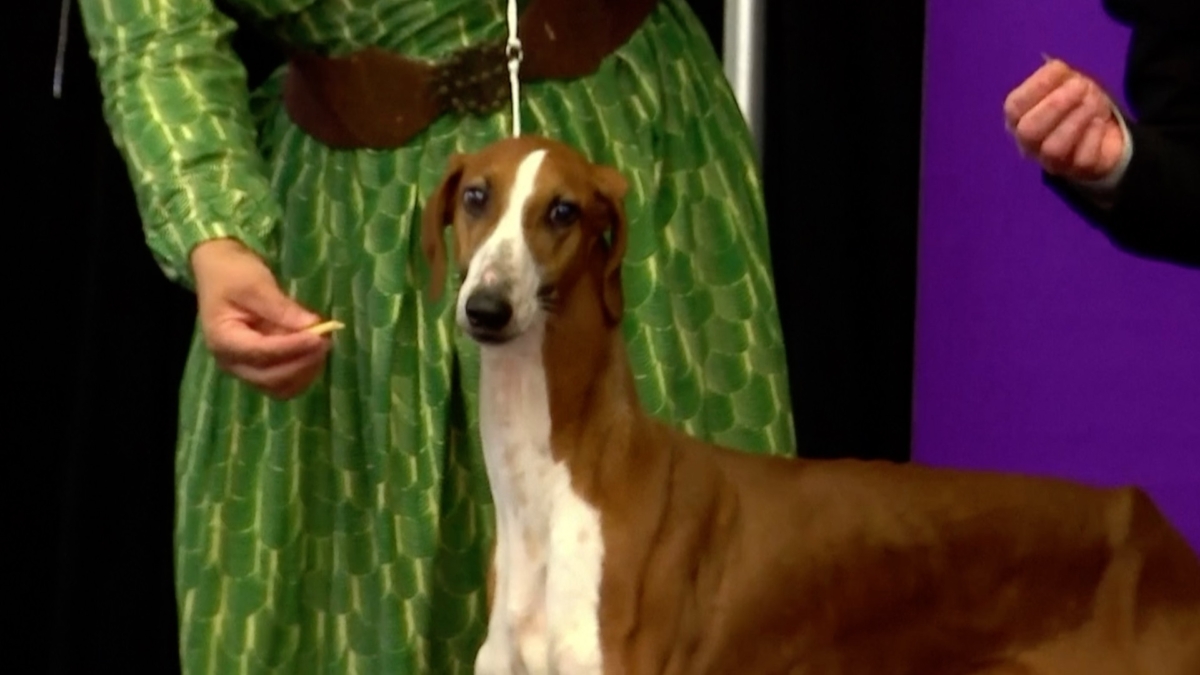 Ancient Middle Eastern hound in Westminster kennel club, in New York, on Feb 4, 2020. (Reuters)