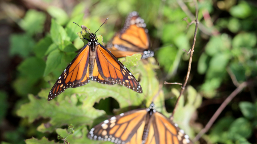 At Famed Mexican Butterfly Reserve, Second Worker Found Dead