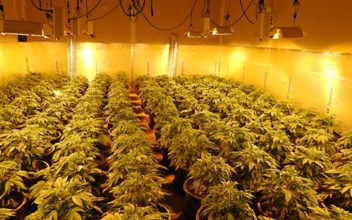 Police Found More Than 1,400 Marijuana Plants Inside a Building in Northern California