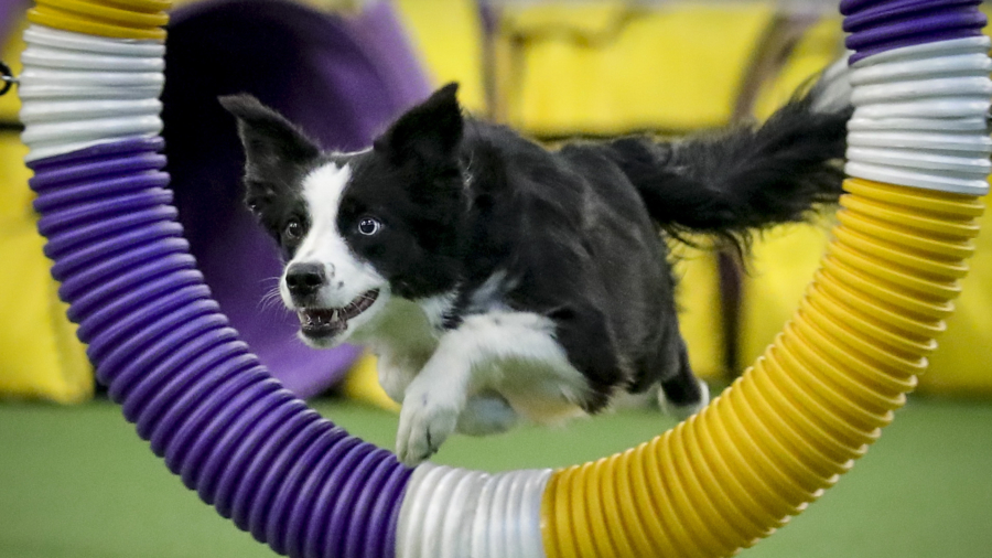 In the Pink: Border Collie Wins Westminster Agility Contest