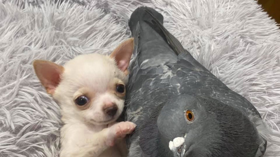 A Pigeon That Can’t Fly Befriended a Puppy That Can’t Walk