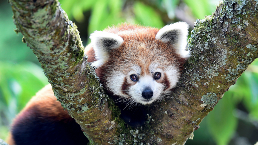 Genetic Study Shows the Red Panda Is Actually Two Separate Species