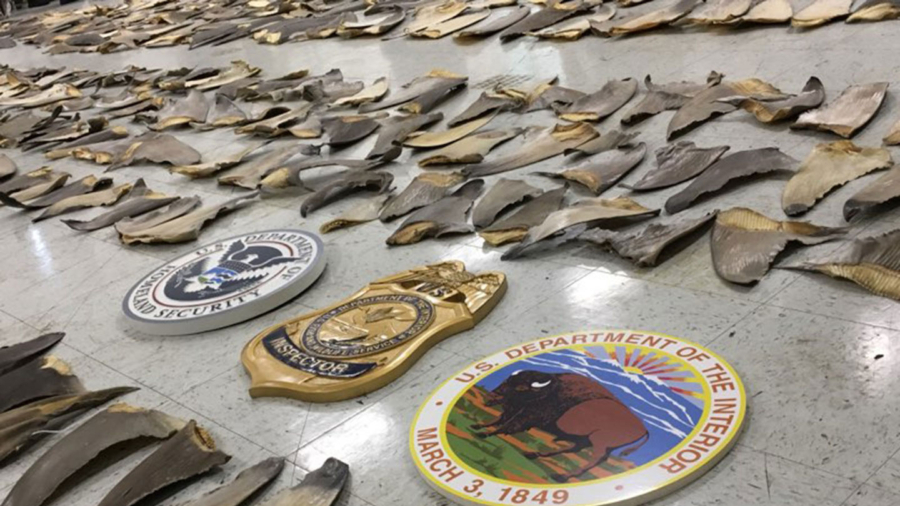 Nearly $1 Million Worth of Shark Fins Seized by Wildlife Inspectors in Florida