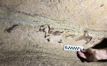 Scientists Have Found a 330-Million-Year-Old Shark’s Head Fossilized in a Kentucky Cave