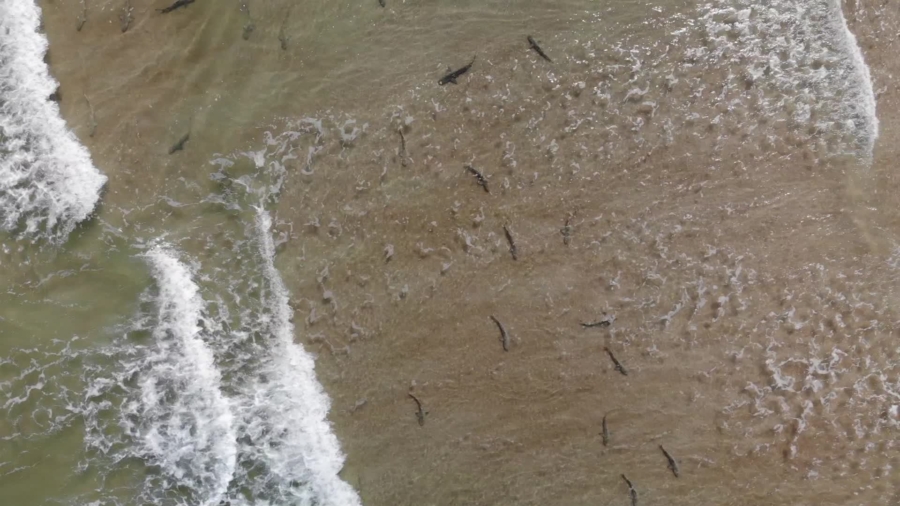 Florida Surfer Uses Drone to Capture Awe-Inspiring Views of Sharks