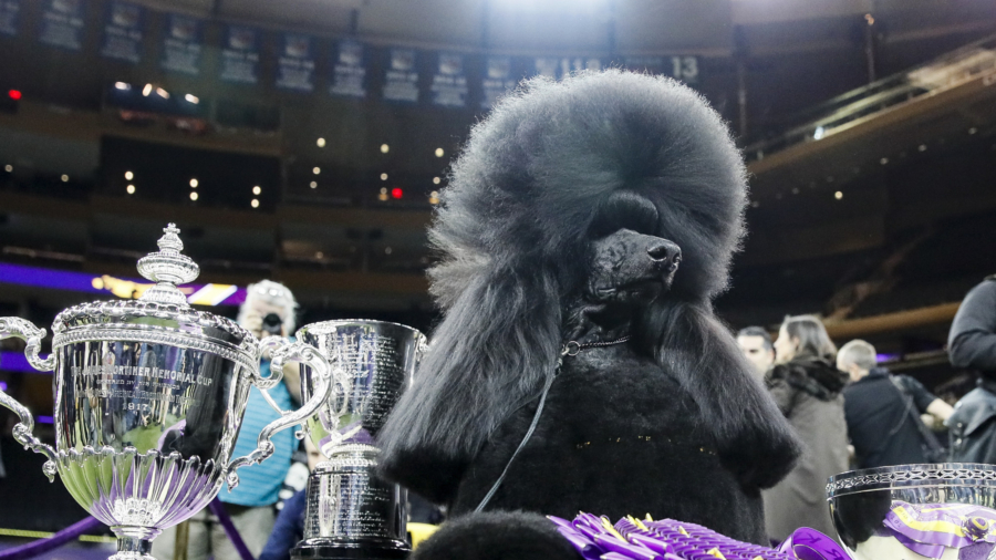 Poodle Perfection: Siba Wins Best in Show at Westminster