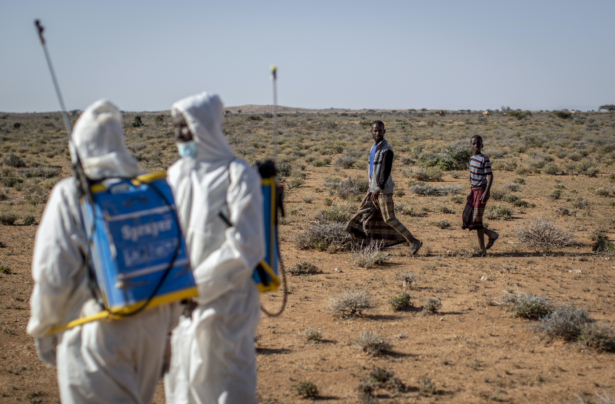 Pest-control sprayers demonstrate their work on the thorny bushes in the desert that is the breeding ground of desert locusts for a visiting delegation of Somali ministry officials and experts from the Food and Agriculture Organization (FAO), in the desert near Garowe, in the semi-autonomous Puntland region of Somalia on Tuesday, Feb. 4, 2020. (Ben Curtis/AP Photo))