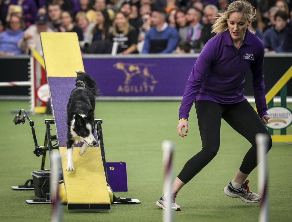 Pink the border collie competes next to handler Jennifer Crank on the way to winning the Westminster Kennel Club's agility title, in New York, on Feb. 8, 2020. (Bebeto Matthews/AP Photo)