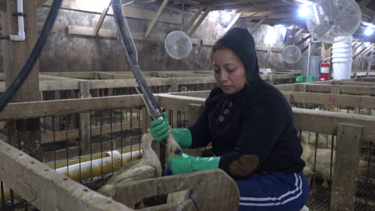 A worker force-feeds a duck at Hudson Valley Duck Farm in Ferndale, New York, on Nov. 7, 2019. (Catherine Wen/The Epoch Times)