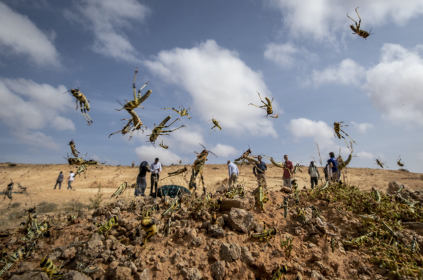 Young desert locusts that have not yet grown wings cover the ground in the desert near Garowe, in the semi-autonomous Puntland region of Somalia on Wednesday, Feb. 5, 2020. (Ben Curtis/AP Photo)