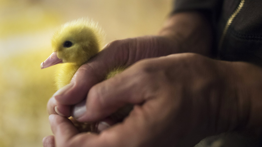 The Final Fight for Foie Gras in the US
