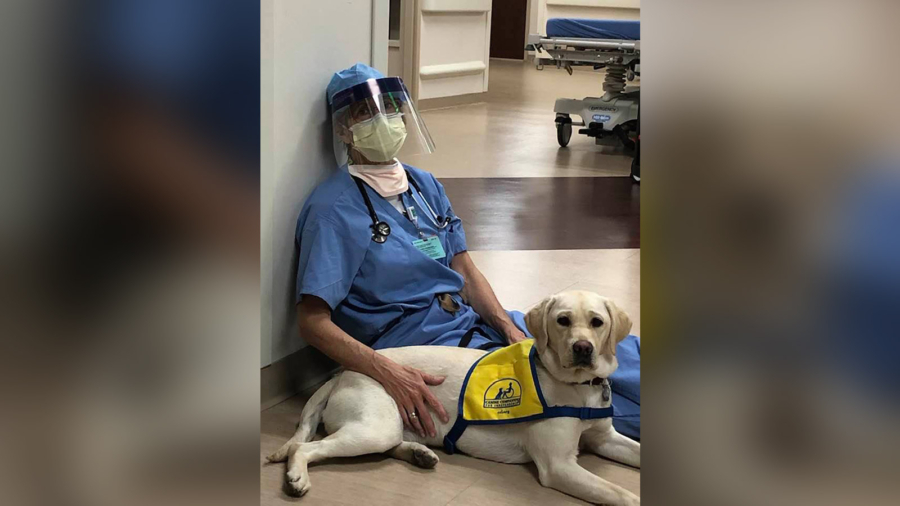 A Therapy Dog Brings Comfort to ER Doctors on the Frontlines