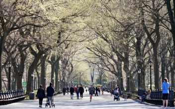 1 Million More Trees for NYC
