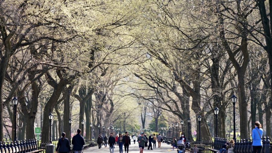 1 Million More Trees for NYC