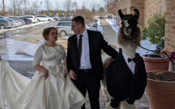 Man Rents Llama for $400 and Brings It to His Sister’s Wedding