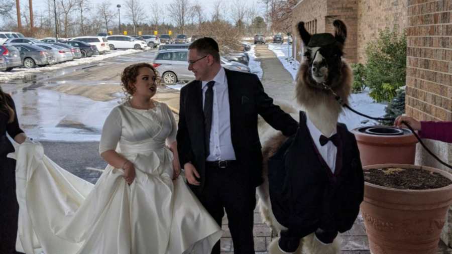 Man Rents Llama for $400 and Brings It to His Sister’s Wedding