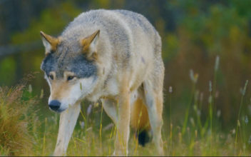 Wolf Debate in Germany: To Shoot or Not to Shoot