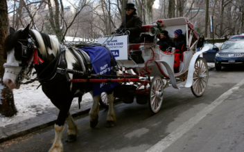 Animal Rights Activists Angry Over Video of Horse Collapsing in Central Park