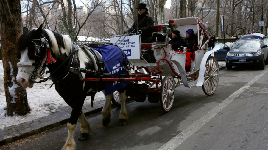 Animal Rights Activists Angry Over Video of Horse Collapsing in Central Park