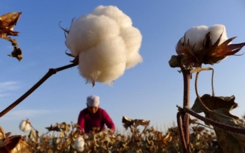 US Bans All Cotton, Tomato Products From Xinjiang in Crackdown on Forced Labor