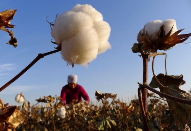 A farmer picks cotton from a field in Hami, Xinjiang Uyghur autonomous region, China, on Nov. 1, 2012. (China Daily/Reuters)