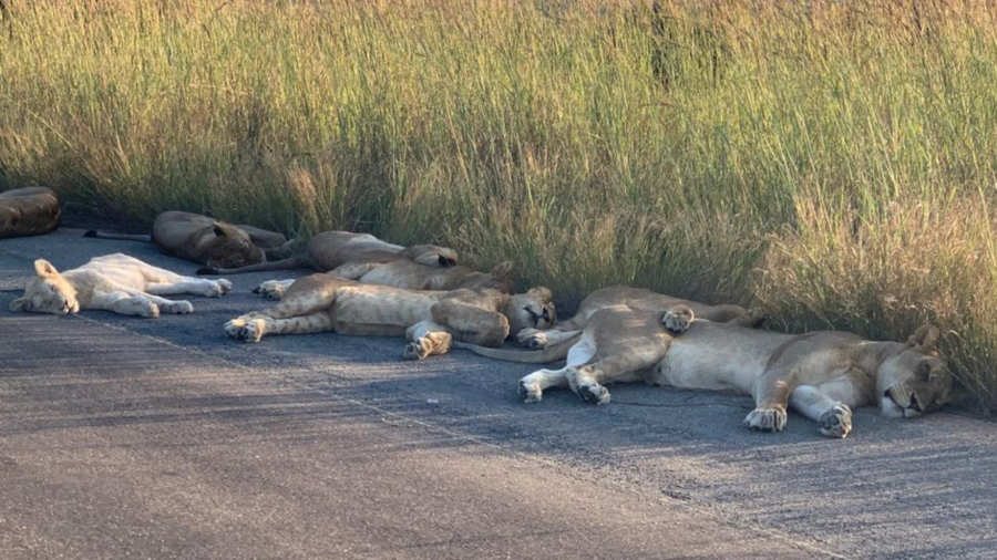 With South Africa in Lockdown, the Lions Are Taking It Very Easy
