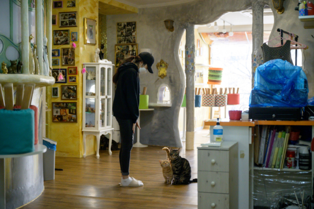 A staff member stands before cats at the 2 Cats cat cafe in Seoul, South Korea, on April 2, 2020. (Ed Jones/AFP via Getty Images)