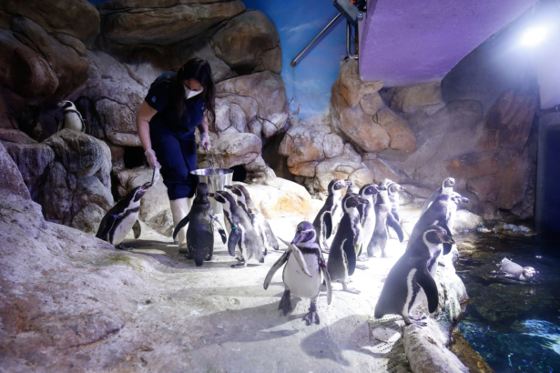 Amid a national lockdown to stop the spread of the CCP virus, a biologist wearing a mask and gloves cleans the enclosure of humboldt penguins at the closed Aquarium in Barcelona, Spain, on April 17, 2020. (Pau Barrena /AFP via Getty Images)