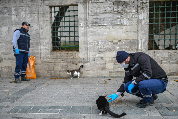 Amid the spread of the CCP virus, members of Istanbul Metropolitan municipality feed stray cats near empty Hagia Sophia square in Istanbul, Turkey, on April 1, 2020. (Ozan Kose/AFP via Getty Images)