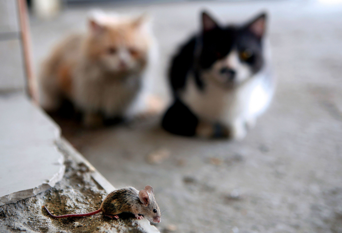 Two cats watch a mouse walking on the pavement in Kuwait City on March 8, 2017. (Yasser Al-Zayyat/AFP via Getty Images)