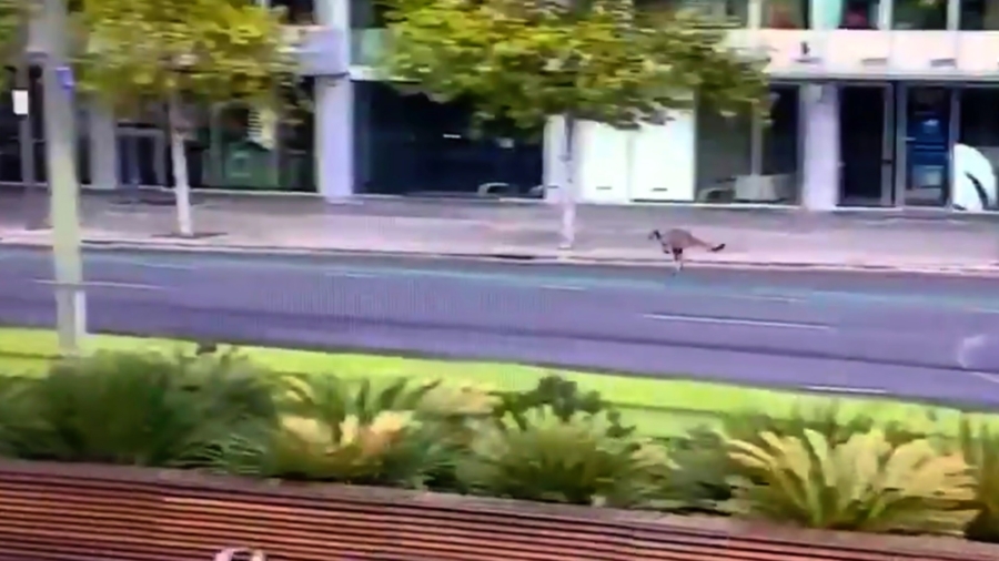 One of Australia’s Biggest Cities Is so Quiet That Kangaroos Are Jumping Through the Center
