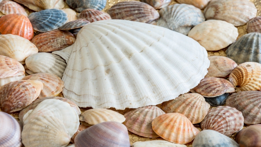 North Carolina Beaches Become Seashell Paradise During CCP Virus Pandemic