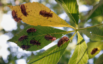 Billions of Brood X Cicadas Emerging After 17 Years