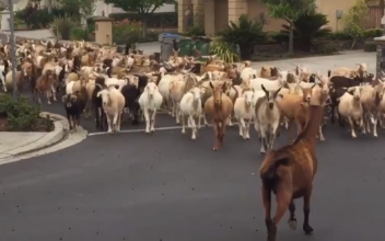 Goats Hit the Streets of San Jose: ‘Craziest Thing to Happen All Quarantine’