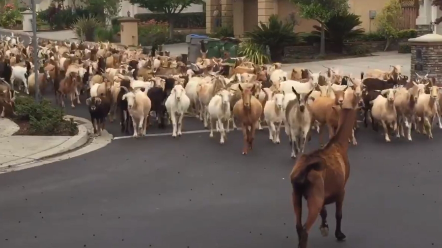 Goats Hit the Streets of San Jose: ‘Craziest Thing to Happen All Quarantine’