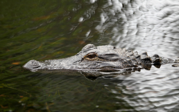 A Woman in South Carolina is Dead After an ‘Alligator Encounter,’ Authorities Say