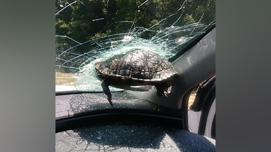 A Turtle Smashed Through a Woman’s Windshield While She Was Driving on the Highway