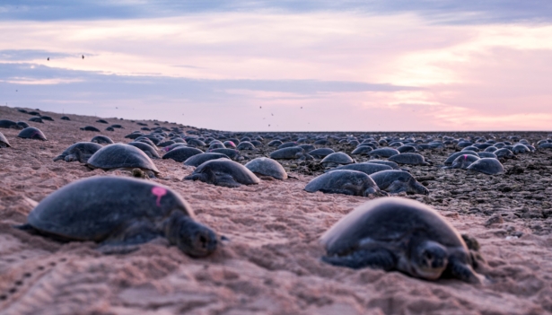 Turtles nest on Raine Island, far North Queensland, Australia, in this picture taken in December 2019 and made available to Reuters on June 10, 2020. (Courtesy of Christian Miller/Queensland Department of Environment and Science/Great Barrier Reef Foundation/Reuters)