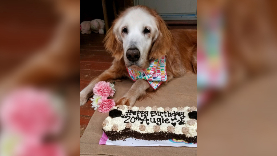 Augie the Dog Celebrated Her 20th Birthday This Week, Making Her the Oldest Golden Retriever in History