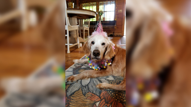 Augie, the world's oldest golden retriever with her birthday hat. (Courtesy of Courtesy Jennifer Hetterscheidt)