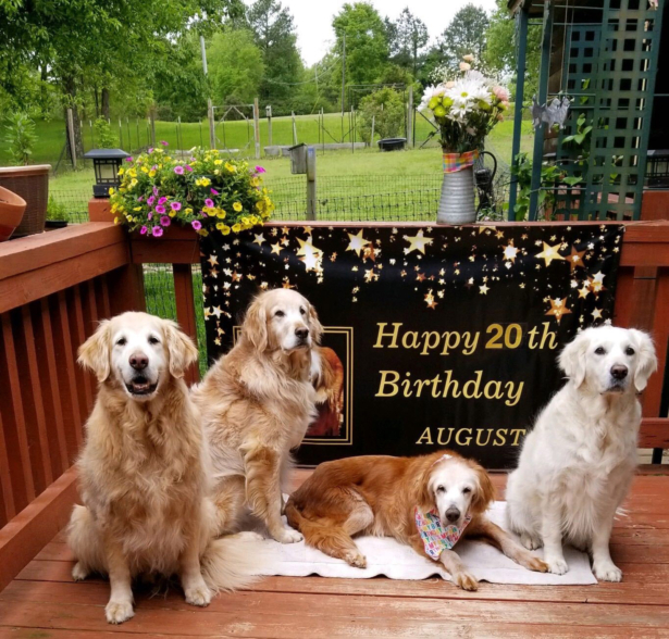 Augie, the world's oldest golden retriever, and her siblings, Sherman, Belle, and Bruce. (Courtesy of Courtesy Jennifer Hetterscheidt)
