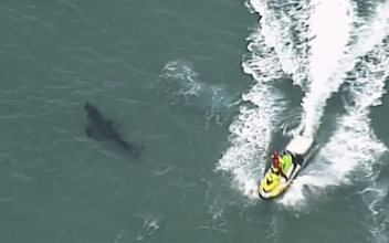 10-foot Great White Shark Kills Surfer in Australia