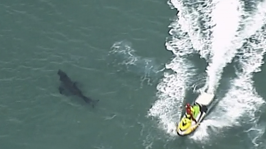10-foot Great White Shark Kills Surfer in Australia